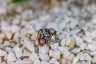 PasoRoblesphotographer-pasoroblesweddingphotographer-wickenburgaz-Therowdyrose-shelbycaitlinphotography-arizonasunset-azsunset-therowdyrosecustomrings